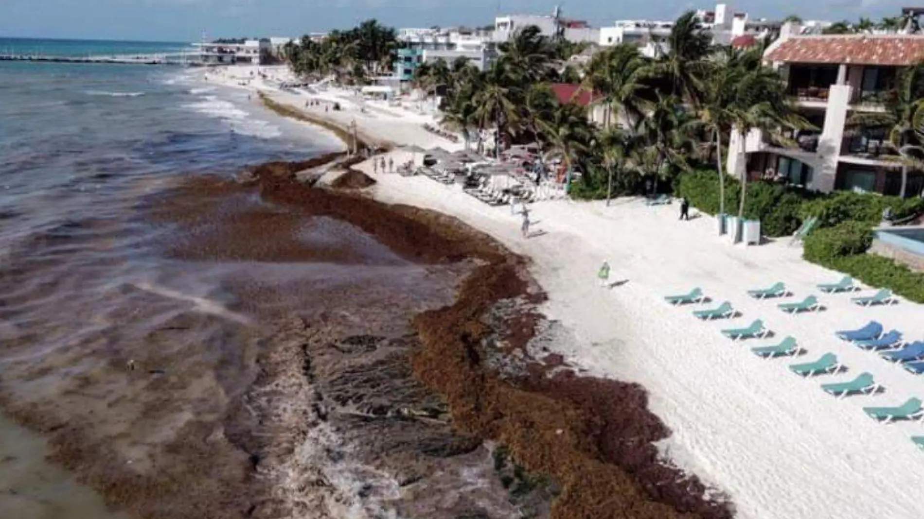 Recale de sargazo se intensifica en Q. Roo, puede afectar vacaciones de Semana Santa